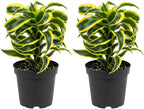 2 Dracaena Tornado Plant, 4" Pot, Easy to Care Low Light Adaptable Décor, Robust Tropical Houseplant, Sturdy Upright Growth