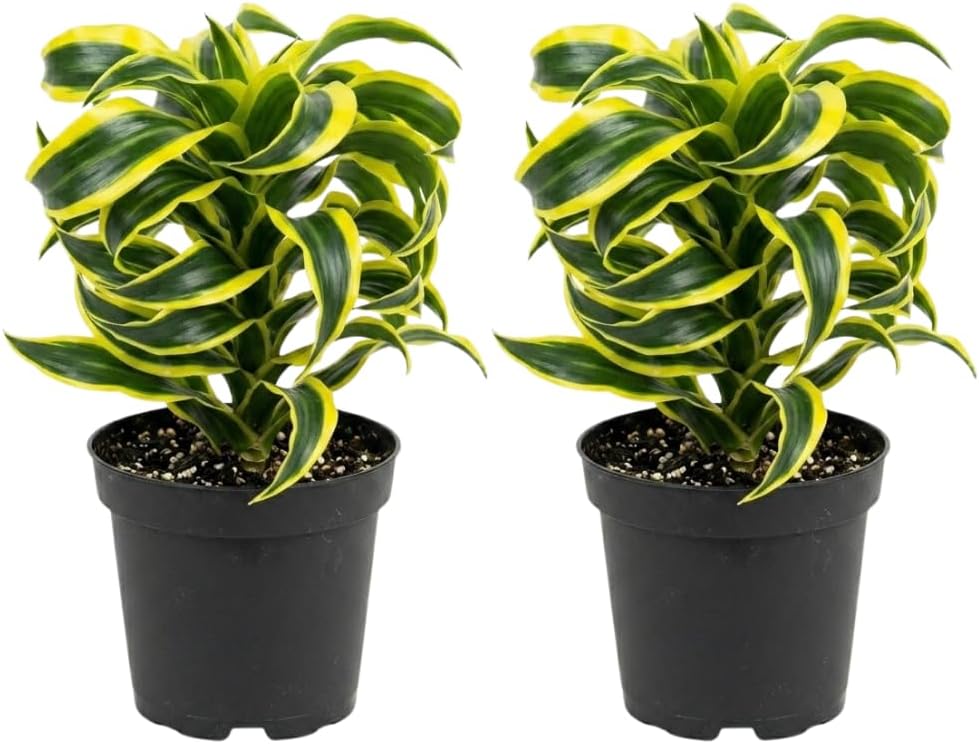 2 Dracaena Tornado Plant, 4" Pot, Easy to Care Low Light Adaptable Décor, Robust Tropical Houseplant, Sturdy Upright Growth