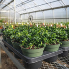 Twister Lipstick Plant for Planting | 4 inch Tall Potted Curly Lipstick Plant Live Houseplants | Easy-Care Indoor Plant with Unique Twisting Foliage