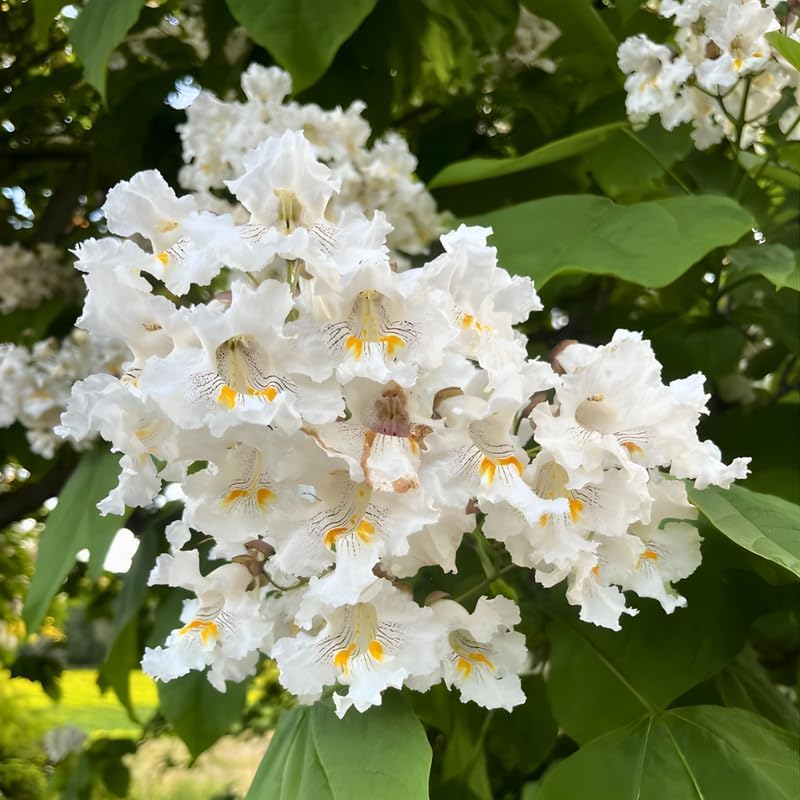 5 Catalpa Tree Live Plant – Native Catalpa Seedlings 1–2 Ft Tall | Fast-Growing Shade Trees for Outdoor Planting & Landscaping