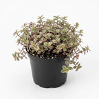 Live Succulent Plant, 4" Pot, Callisia Repens Pink Lady Live Houseplant with Pink Striped Leaves, Sturdy Low Maintenance Trailing Plant for Home & Office Decor