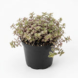 Live Succulent Plant, 4" Pot, Callisia Repens Pink Lady Live Houseplant with Pink Striped Leaves, Sturdy Low Maintenance Trailing Plant for Home & Office Decor