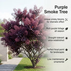 Purple Smoke Bush Plant, 4" Pot - 12-18 Inch Tall, Vigorous Growth Habit with Vibrant Red Autumn Leaves, Live Tree for Modern Landscapes