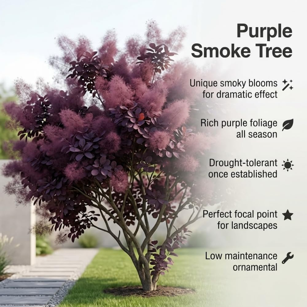 Purple Smoke Bush Plant, 4" Pot - 12-18 Inch Tall, Vigorous Growth Habit with Vibrant Red Autumn Leaves, Live Tree for Modern Landscapes