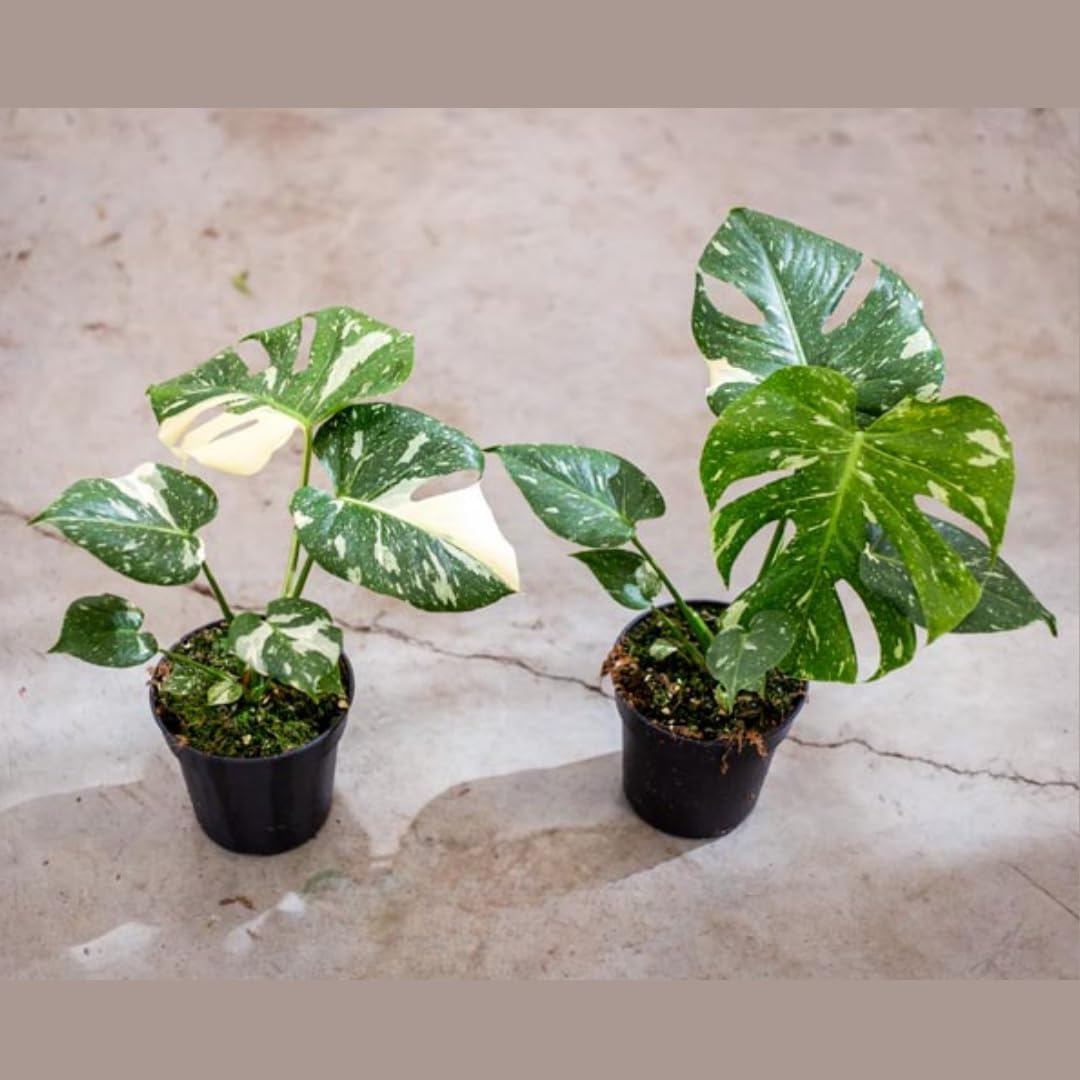 2 Count Thai Constellation Monstera Plants Live | Philodendron Live Plant | Decorative Variegated Monstera Live Plant | 4 to 5 Inch Tall | Green and Cream Color for Decor