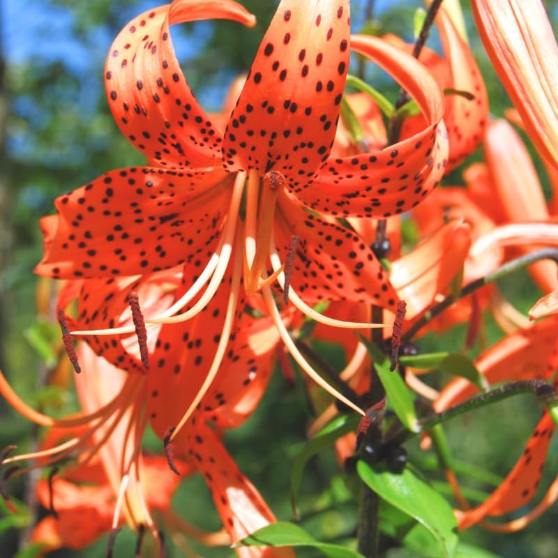 6 Tiger Lily Bulbs, Easy to Grow Summer Flowering Perennial, Low Maintenance Cold-Hardy Bulbs for Sunny Spots