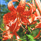 6 Tiger Lily Bulbs, Easy to Grow Summer Flowering Perennial, Low Maintenance Cold-Hardy Bulbs for Sunny Spots