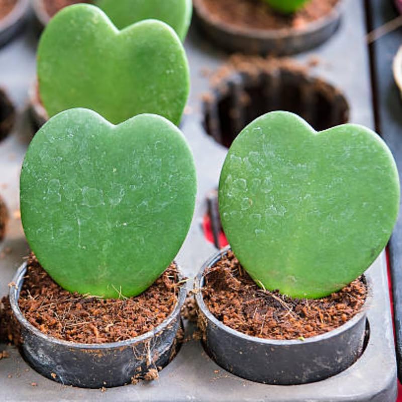 2 Hoya Heart Plant, 2 Inch Pot Size, Potted Heart-Shaped Succulent, Small Decorative Plant for Bright Indoor Areas and Shelves