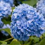 2 Blue Hydrangea Live Plants | 6-18 Inch Bare Root Rooted Cuttings | Large Flowering Deciduous Shrub for Backyard Garden and Landscape