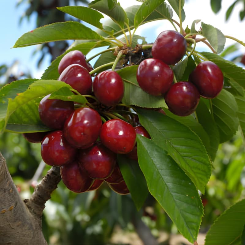 (No Ship to CA,HI,AK) Cherry Tree – Stella Cherry, 2-3 Ft Tall in 3 Gal Container, Cold-Hardy Edible Fruit Tree for Large Pots and Landscapes