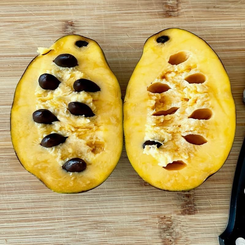 2 Pawpaw Tree Live Plant, 7 to 10 Inch Tall, Dormant Seedling | Native Fruit Tree Produces Delicious Paw Paw Fruits | Cold Hardy & Easy to Grow