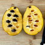 2 Pawpaw Tree Live Plant, 7 to 10 Inch Tall, Dormant Seedling | Native Fruit Tree Produces Delicious Paw Paw Fruits | Cold Hardy & Easy to Grow