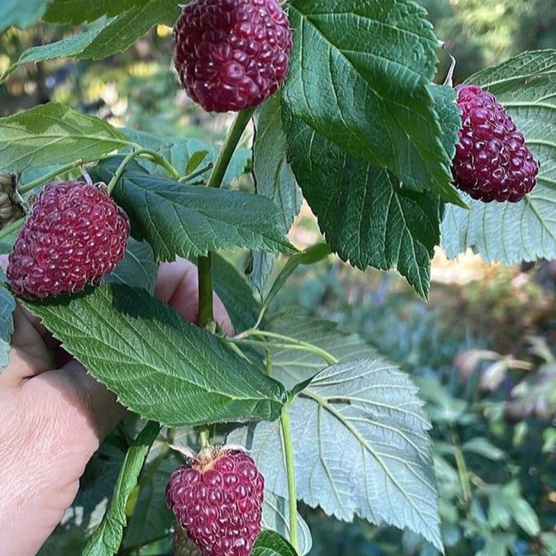 5 Raspberry Plants Live for Planting, Glencoe Purple Raspberry 12-24 Inch Tall, Thornless Berry Shrub, Productive Edible Fruit Plants for Backyard and Garden