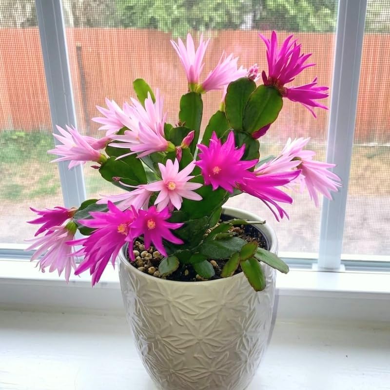 Light Orange Easter Cactus Live Plant 3 Inch Tall – Flowering Indoor Holiday Cactus with Soft Orange Blooms, Easy Care Easter Cactus Plants Live for Home, Office or Gift