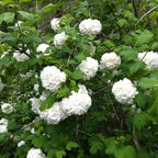 2 Snowball Bush Live Plants | Japanese Snowball Viburnum Live Plant for Outdoor Growing | 1–2 Feet Tall Bare Root Shrubs | Ideal for Garden Planting and Landscape Use