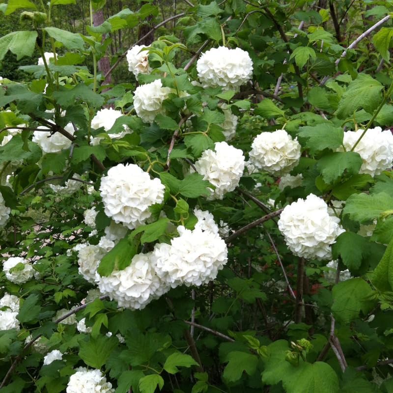 2 Snowball Bush Live Plants | Japanese Snowball Viburnum Live Plant for Outdoor Growing | 1–2 Feet Tall Bare Root Shrubs | Ideal for Garden Planting and Landscape Use