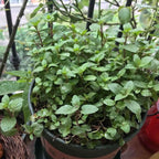 Chocolate Mint Plants Live, Mint Plants for Inside and Home Décor, 3-Inch Potted Fresh Herb for Indoor Outdoor Growing