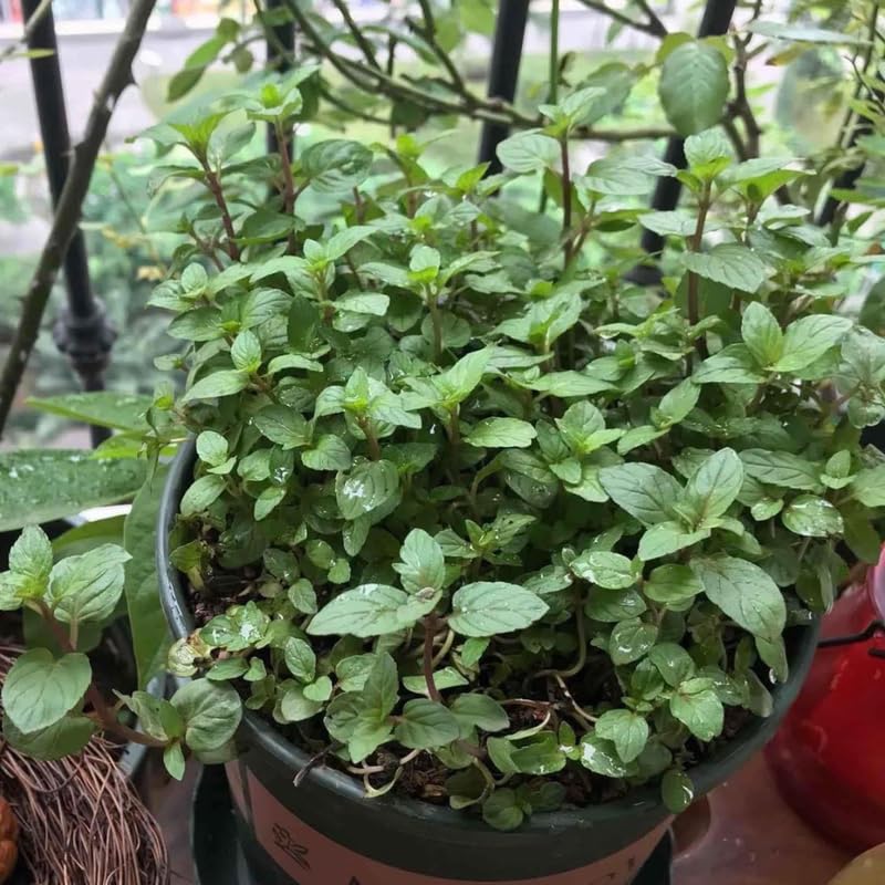 Chocolate Mint Plants Live, Mint Plants for Inside and Home Décor, 3-Inch Potted Fresh Herb for Indoor Outdoor Growing