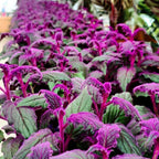 Purple Passion Plant Live - Gynura, 4-8 Inch Tall, 2-Pack Rooted Starters, Easy to Grow Indoor Houseplant for Home & Office, Vibrant Purple Velvet Foliage