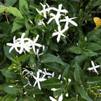 Downy Jasmine Plant Live in 4 Inch Pot | Soft Downy Leaves & White Blooms | Easy to Grow Live Jasmine Plant for Indoor Home Décor
