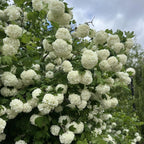 2 Snowball Bush Live Plants | Japanese Snowball Bush Live Plant for Outdoor Growing | 1–2 Feet Tall Bare Root Shrubs | Ideal for Garden Planting and Landscape Use