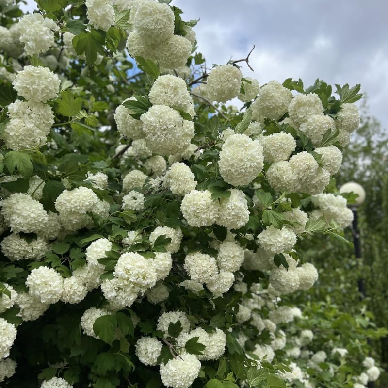 2 Snowball Bush Live Plants | Japanese Snowball Bush Live Plant for Outdoor Growing | 1–2 Feet Tall Bare Root Shrubs | Ideal for Garden Planting and Landscape Use