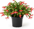Xmas Cactus Live Plants in 4" Inch Pot | Vibrant Christmas Cactus Plants | Easy-Care Indoor Tropical Houseplant | Ideal Gift for Plant Enthusiasts