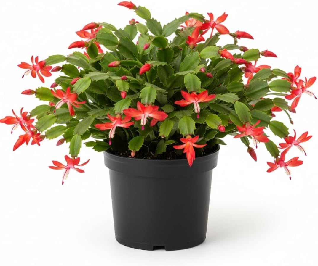 Xmas Cactus Live Plants in 4" Inch Pot | Vibrant Christmas Cactus Plants | Easy-Care Indoor Tropical Houseplant | Ideal Gift for Plant Enthusiasts