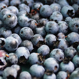 Austin Blueberries Trees Live Plants, 1-2 Feet Tall (1 Gal Pot), Sweet Blue Berries Live Plants for Planting Outdoor (No Ship to CA, HI, AK)