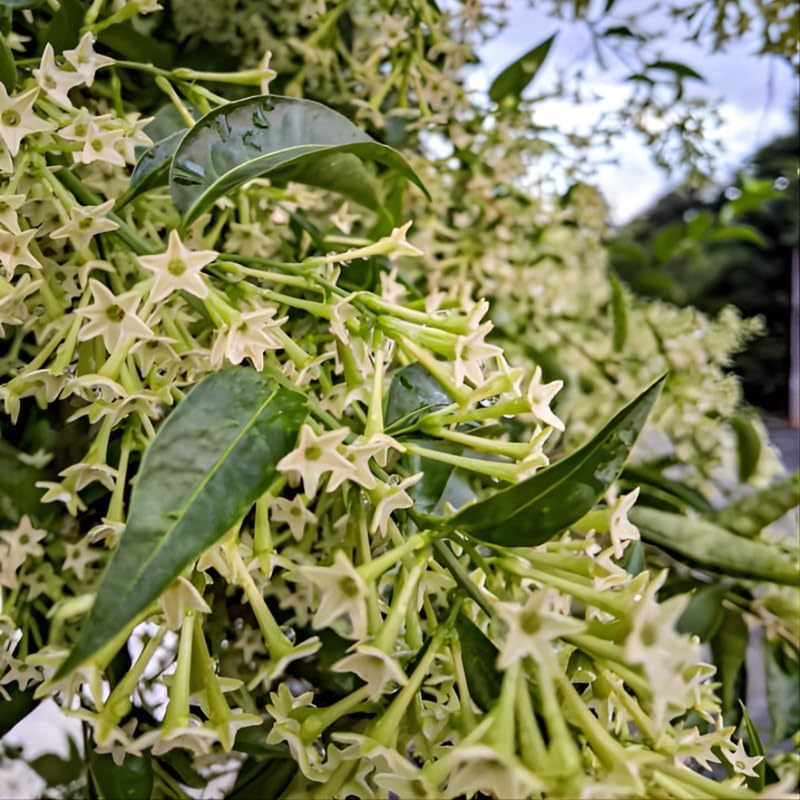 Night Blooming Jasmine Plant Live - 4 Inch Pot, Fragrant Night Blooming Plant, Live Jasmine Plant for Indoor Spaces, Robust Well-Rooted Starter Plant