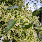 Night Blooming Jasmine Plant Live - 4 Inch Pot, Fragrant Night Blooming Plant, Live Jasmine Plant for Indoor Spaces, Robust Well-Rooted Starter Plant