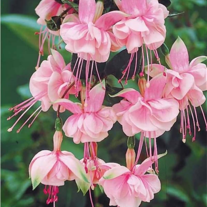 2 Fuchsia Plants Live, Dark Blue & Red Fuchsia, 6-12 Inch Tall, Blue Eye Variety, Trailing Flowering Plant, Ideal for Hanging Baskets
