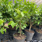 Pink Guava Tree Live Plant 3 Ft Tall | Sweet Pink Flesh Fruit Tree| Guava Plants Live for Planting in Backyards, Patios & Warm Climates