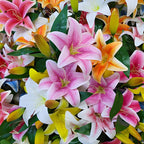 8 Assorted Oriental Lily Bulbs, Well-Rooted Plant Starters, Low Maintenance Flowering Bulbs for Sunny Outdoor Spots