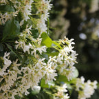 Confederate Jasmine – Jasmine Plant Live in 4 Inch Pot | Fragrant White-Blooming Vine | Easy to Grow Live Jasmine Plant for Indoor & Outdoor Spaces