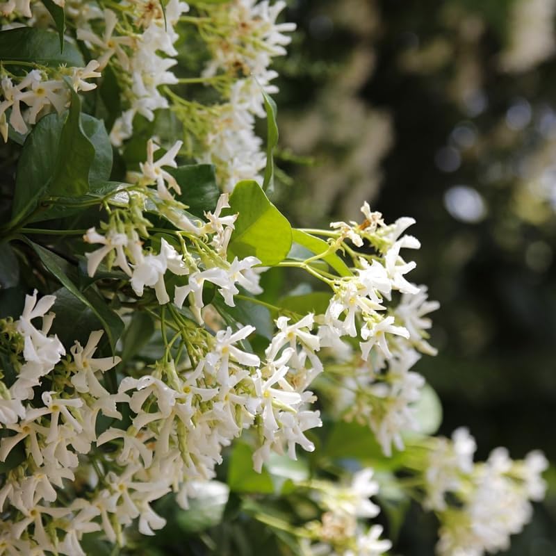 Confederate Jasmine – Jasmine Plant Live in 4 Inch Pot | Fragrant White-Blooming Vine | Easy to Grow Live Jasmine Plant for Indoor & Outdoor Spaces