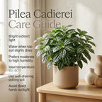 Pilea Cadierei Plant, 4" Potted Watermelon Pilea, High-Vigor Low Maintenance Houseplant for Desks, Pet-Friendly Silver & Green Foliage