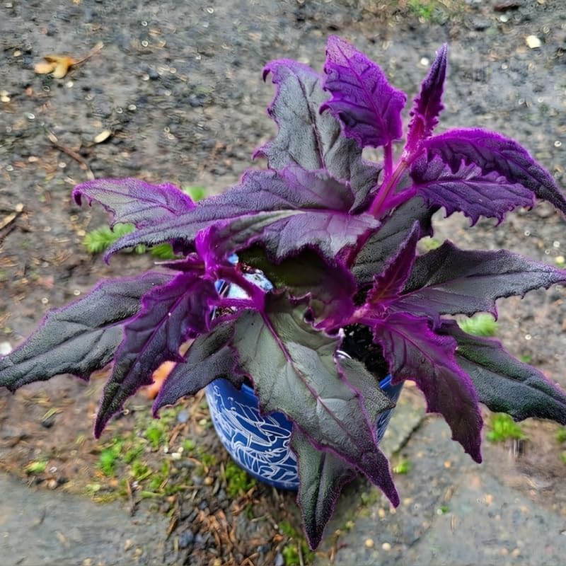 Purple Passion Plant Live, 4-5 Inch Size, Easy to Grow, Low Maintenance Tropical Velvet Vine for Bright Indirect Light