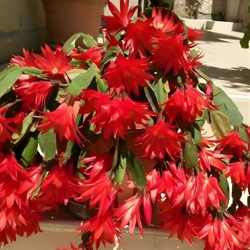 Red Easter Cactus Live Plant | Spring Easter Cactus 3 Inch Tall | Vibrant Red Blooms | Easter Cactus Plants Live for Desk, Shelf or Gift