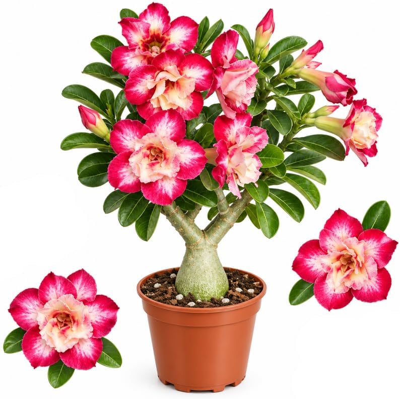 Desert Rose Plant Live, Adenium Obesum Plant in 4" Pot