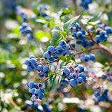 Blueberry Plants Live for Planting - 1 to 2 Feet Tall in 2 Gallon Pot, Fast Growing Blueberries Fruit Trees Live Plants for Patio and Garden (No Ship to CA, HI, AK)