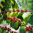 (No Ship to CA,HI,AK) Live Coffea Arabica Plant, Well-Rooted 1-2' Potted Plant, Low Maintenance Indoor Coffee Plant for Bright Windowsills