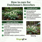 10 Dutchman’s Breeches Bare Root Plant, Dicentra cucullaria, Low Maintenance, East to Grow, Cold Hardy, Shade-Loving Perennial for Woodland Gardens & Landscapes