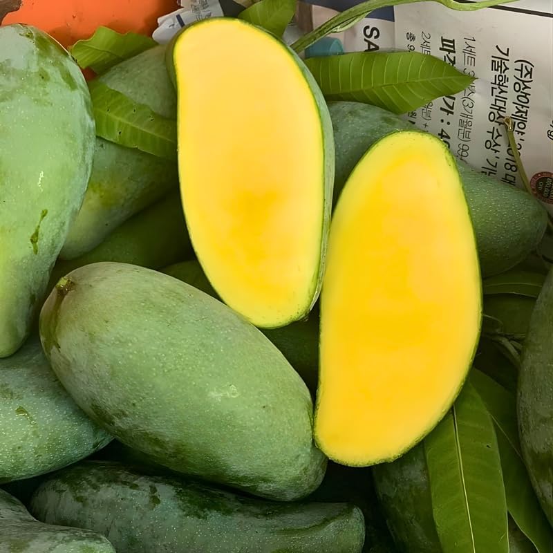 Mallika Mango Tree Live Plant | Fruit Tree 2.5–3 Ft Tall for Planting| Premium Tropical Mango Plant for Patio Containers, Yard Planting & Garden Landscapes | No Ship CA, HI, AK