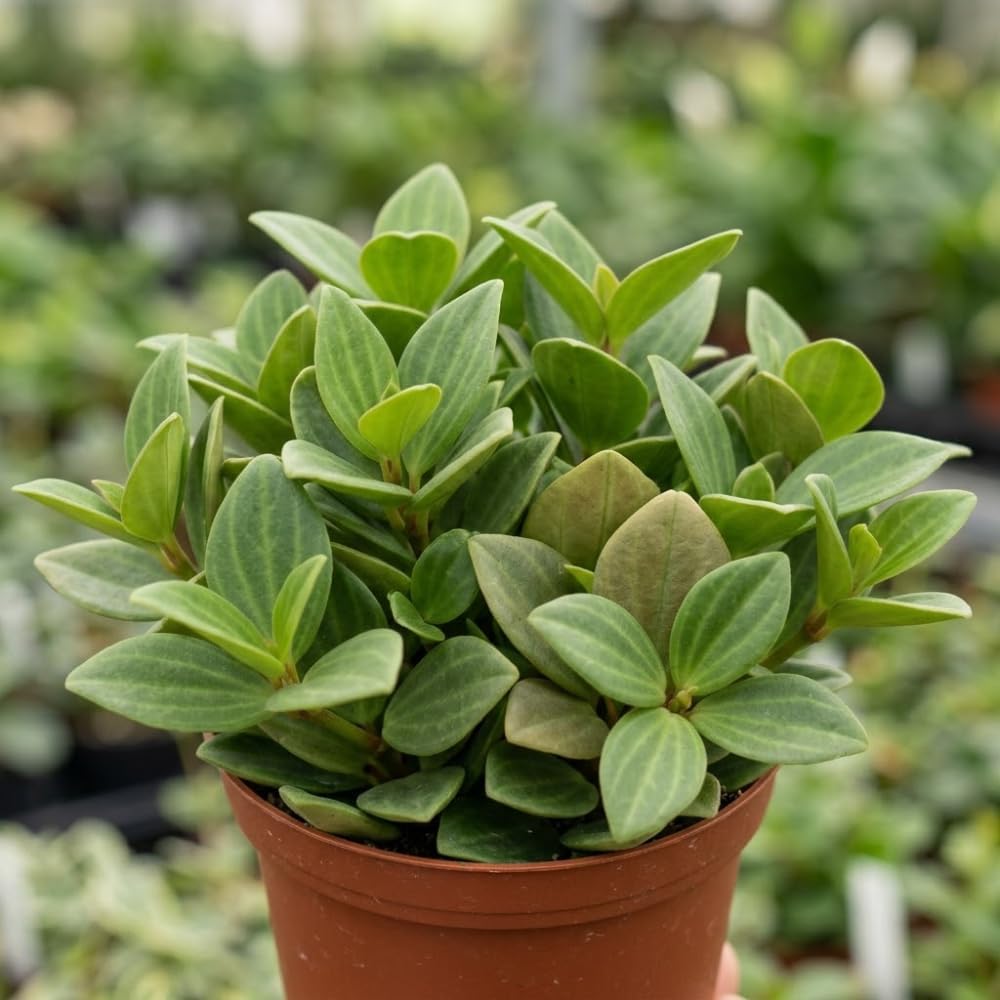 Peperomia Beetle Live Plant, 4'' Inch Pot, Easy-Care Peperomia Live Indoor Houseplant, Attractive Trailing Houseplant for Home & Office Décor