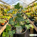Baltic English Ivy Live Plant in Pot, Easy-Care Climbing Vine, Hardy Evergreen Hedera Helix for Indoor or Outdoor Use