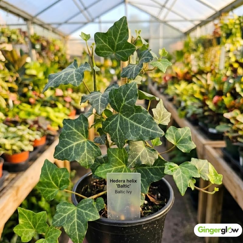 Baltic English Ivy Live Plant in Pot, Easy-Care Climbing Vine, Hardy Evergreen Hedera Helix for Indoor or Outdoor Use