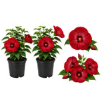 2 Pink Swirl Hardy Hibiscus Plants Live, 4-8" Tall, Well Rooted, Eye-Catching Perennial Hibiscus Tree, Flowering Shrub for Garden & Patio