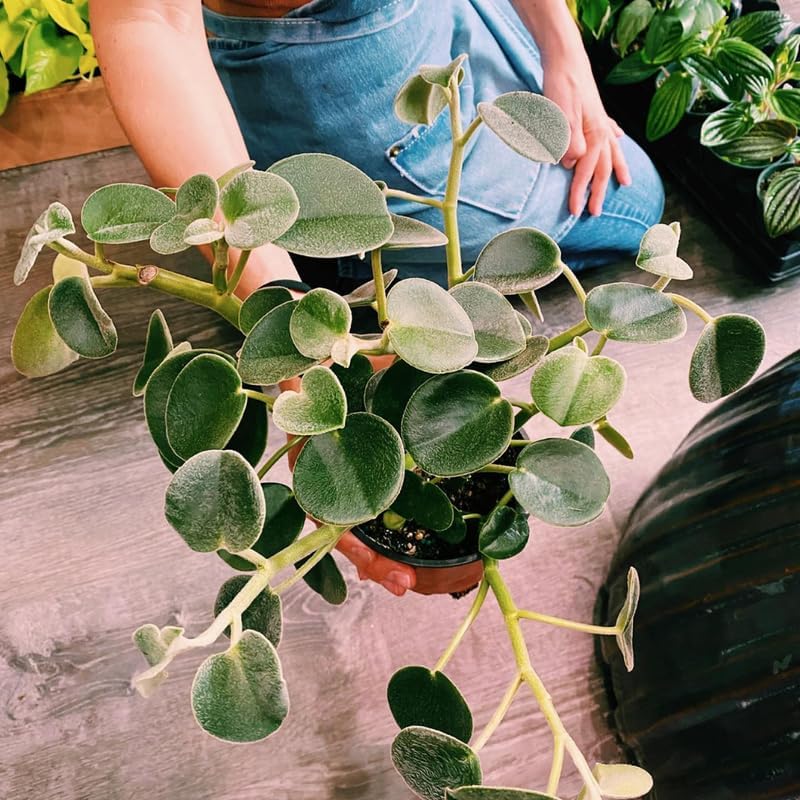 3 Peperomia Live Plant, Peperomia Incana 4 Inch Potted Plant, Indoor Houseplant for Tabletop Decor, Workspaces and Easy Care Display