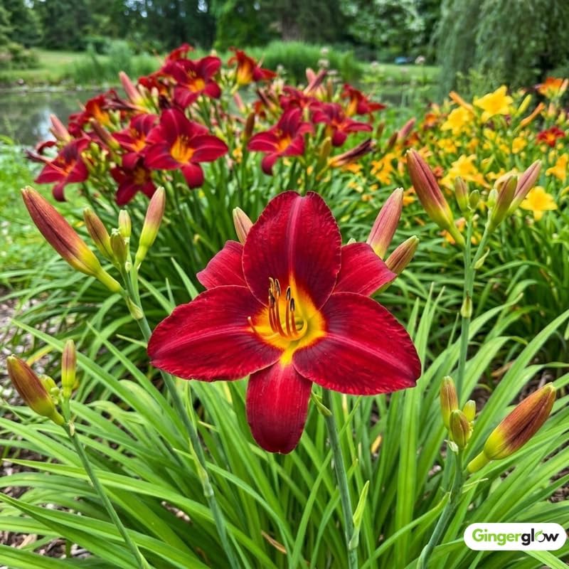 6 Red Volunteer Daylily Plant Bare Root Fans, Long-Lasting Daylilies, Fast Growing Perennial Flowers for Borders, Containers, and Landscaping